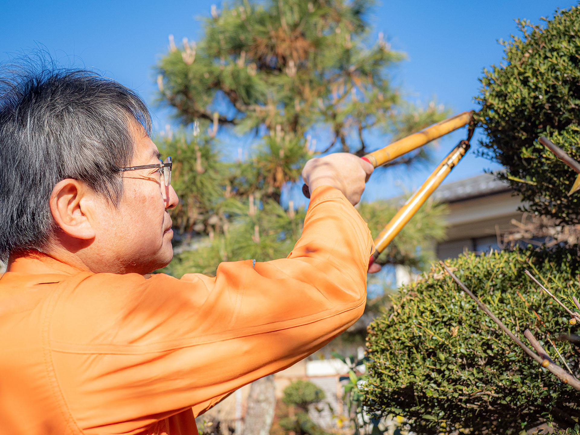 庭木を選定している写真