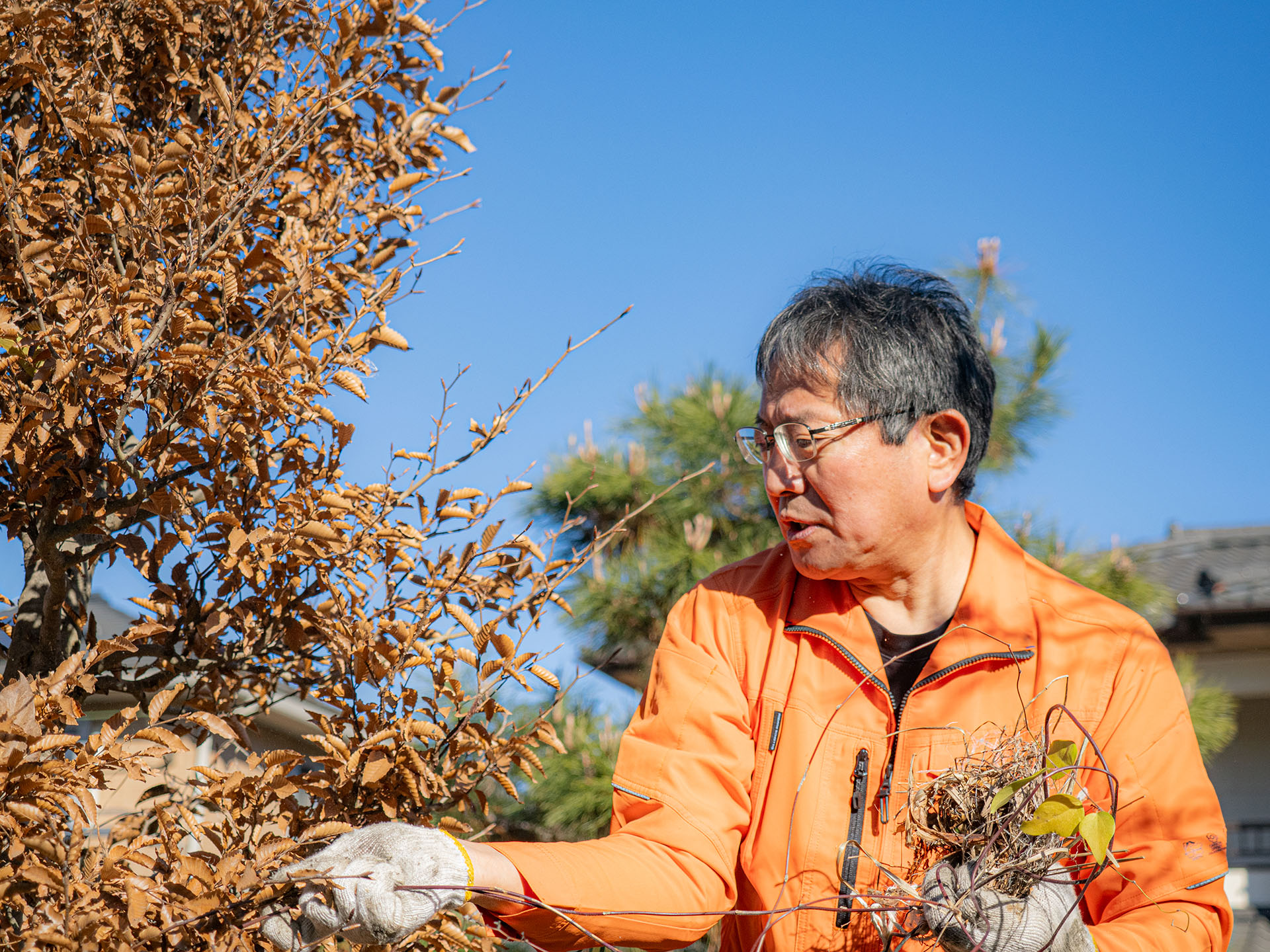 鳥の巣を駆除している写真